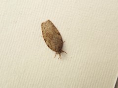 Enchocrates picrophylla