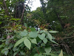 Clematis glaucophylla