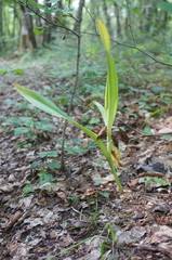 Colchicum umbrosum