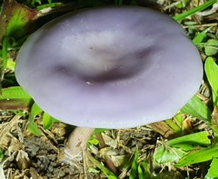 Lepista sublilacina