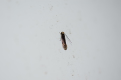 Tineidae clade b