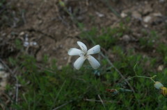Dianthus marschallii