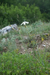 Dianthus marschallii