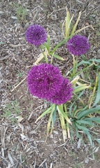 Allium hollandicum