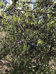 Forestiera angustifolia