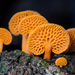 Orange Pore Fungus - Photo (c) Possums' End, some rights reserved (CC BY), uploaded by Possums' End