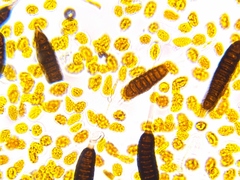 Phragmidium mucronatum