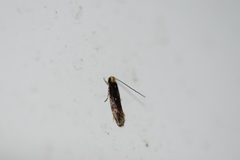 Tineidae clade b