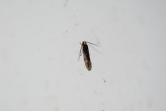 Tineidae clade b