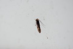 Tineidae clade b
