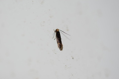 Tineidae clade b
