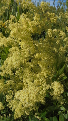 Galium × pomeranicum