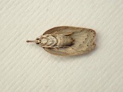 Enchocrates picrophylla