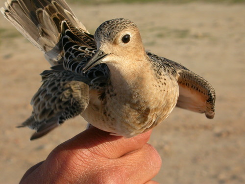 Buff-breasted Sandpiper