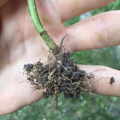 Rhizobiaceae