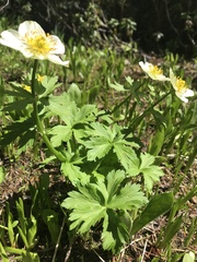Trollius laxus