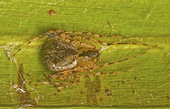 Australomimetus spinosus