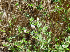 Cupido amyntula