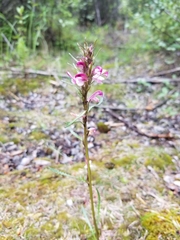 Pedicularis sudetica interior