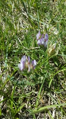 Astragalus agrestis