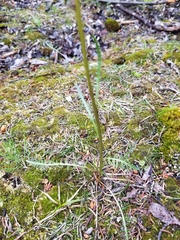 Pedicularis sudetica interior