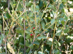 Rhamnus pilosa