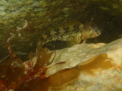 Coryphoblennius galerita