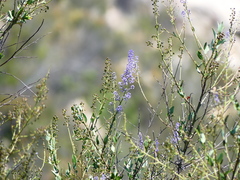 Ceanothus cyaneus
