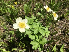 Trollius laxus