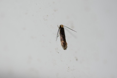 Tineidae clade b