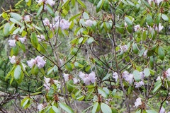 Rhododendron campanulatum