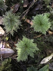 Dendrohypopterygium filiculiforme