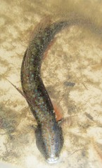 Cryptocentroides gobioides