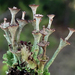 Cladonia verticillata - Photo (c) aarongunnar, algunos derechos reservados (CC BY), subido por aarongunnar