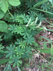 Lupinus perennis