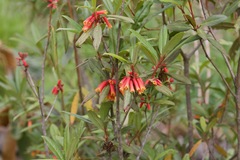 Rhododendron keysii
