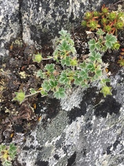 Potentilla subvahliana