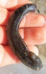 Cryptocentroides gobioides