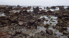 Tritonicula myrakeenae