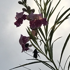 Bombus pensylvanicus