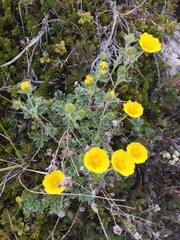 Potentilla × villosula