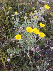 Potentilla × villosula