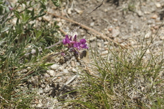 Oxytropis lambertii