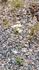 Arabidopsis suecica