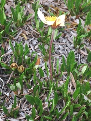 Dryas integrifolia