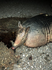 Dasypus novemcinctus image