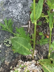 Rumex lapponicus