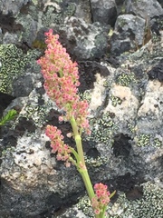 Rumex lapponicus
