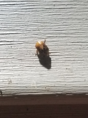 Clastoptera achatina