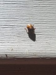 Clastoptera achatina